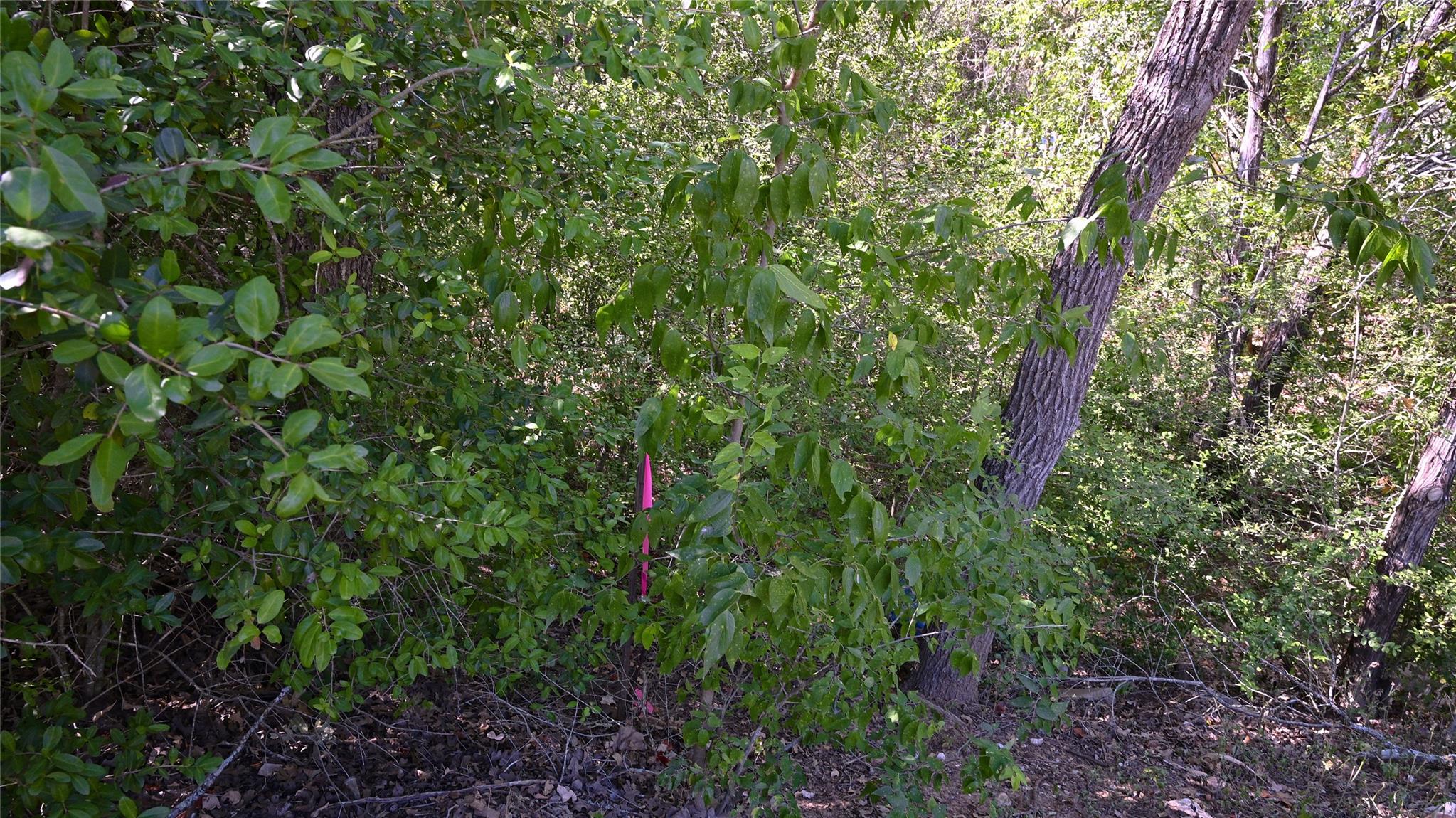Photo 37